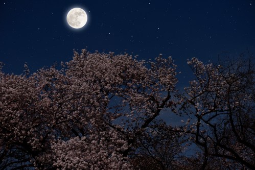 A full moon shines brightly over blooming cherry blossom trees against a starry night sky.