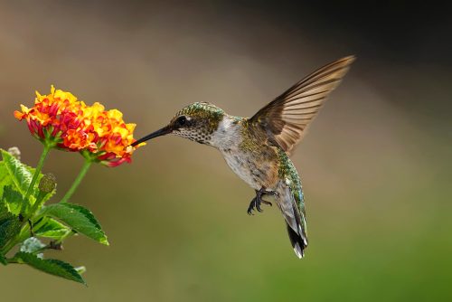 A hummingbird hovers near vibrant orange and yellow flowers, showcasing its iridescent feathers in a natural setting.