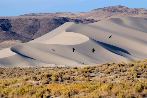 A serene desert landscape with rolling sand dunes and birds flying overhead against a clear blue sky.