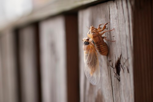 A cicada emerging from its exoskeleton on a wooden surface, showcasing its translucent wings and brown shell.