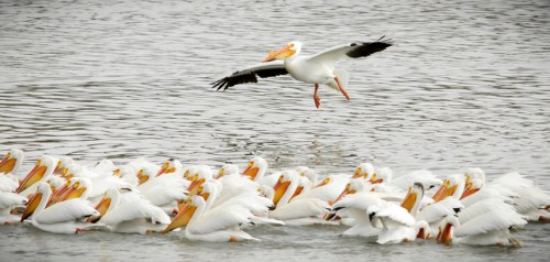 A group of white pelicans swimming in water, with one pelican flying above them.