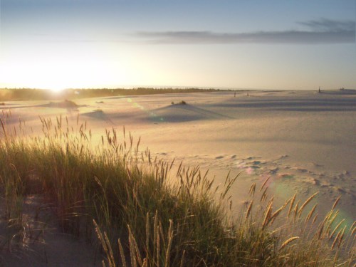 Sunset over a sandy landscape with tall grass in the foreground, casting long shadows across the dunes.