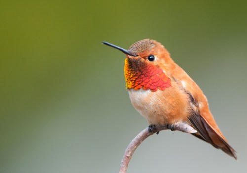 A close-up of a hummingbird perched on a branch, showcasing its vibrant orange and red plumage against a blurred green background.