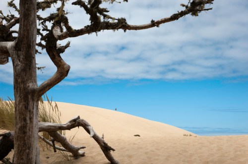 A lone figure stands on a sandy dune, framed by a gnarled tree branch under a cloudy blue sky.