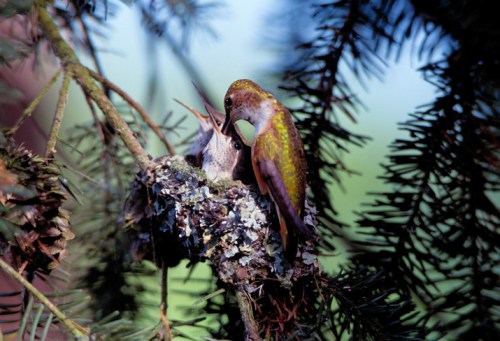 A hummingbird feeding its chick in a nest, surrounded by green pine branches.