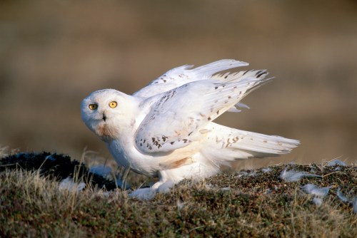 A snowy owl with outstretched wings, perched on a grassy mound, showcasing its striking white feathers and yellow eyes.