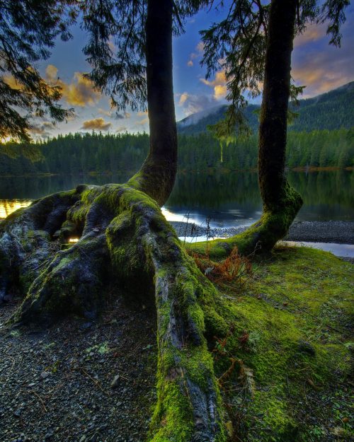 A serene lakeside scene featuring moss-covered tree roots and a reflection of the sky in the water.