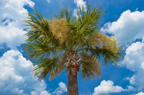 A tall palm tree with green fronds against a bright blue sky filled with fluffy white clouds.