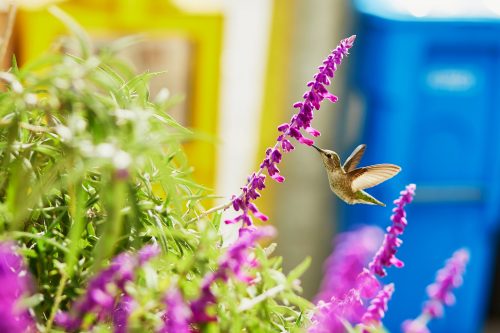 A hummingbird feeding on vibrant purple flowers in a sunny garden.