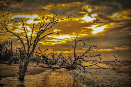 A dramatic sunset over a beach with silhouetted, gnarled trees and gentle waves lapping at the shore.