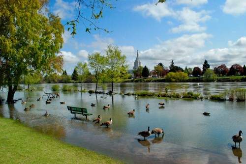 A serene park scene with a pond, ducks swimming, green trees, and a distant building under a blue sky with clouds.