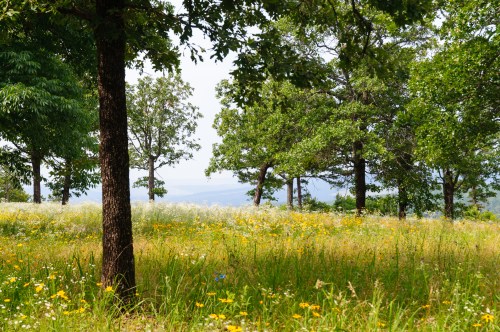A lush field of wildflowers surrounded by trees, with a distant view of rolling hills under a clear sky.