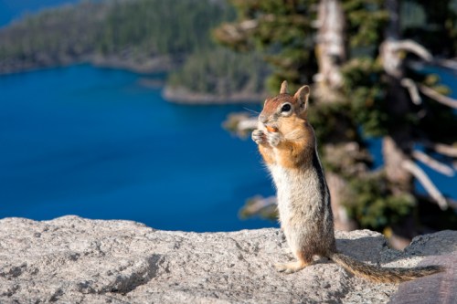 A chipmunk stands on a rock, holding food, with a scenic blue lake and forested landscape in the background.