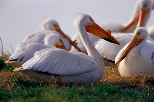 A group of white pelicans resting on grass, with some preening and others sitting quietly in a serene setting.