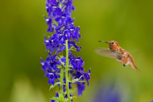 A hummingbird hovers near vibrant blue flowers against a soft green background.