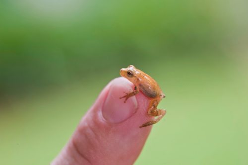 A small frog perched on a person's fingertip, with a blurred green background.
