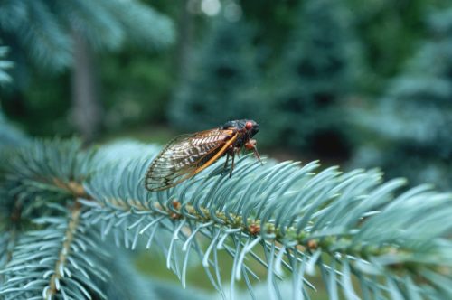 A close-up of a cicada perched on a green pine branch, with blurred greenery in the background.