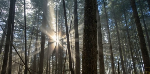 Sunlight streams through misty trees in a dense forest, creating a serene and ethereal atmosphere.