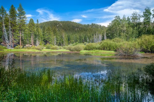 A serene landscape featuring a calm pond surrounded by lush greenery and tall trees under a blue sky with clouds.