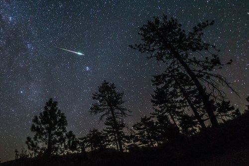 A starry night sky filled with stars and a bright meteor streaking above silhouetted trees.