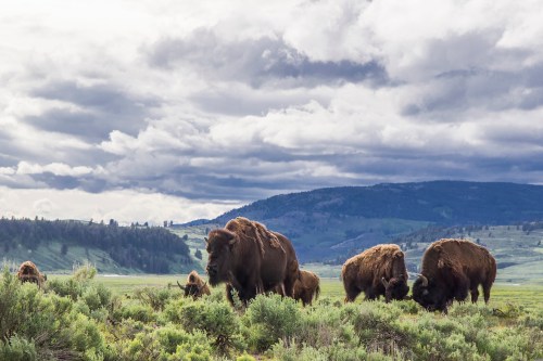 A herd of bison grazing in a lush green field under a cloudy sky.