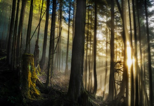 Sunlight filters through tall trees in a misty forest, creating a serene and magical atmosphere.