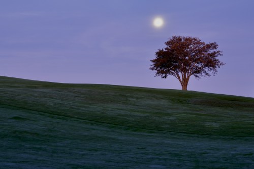 A solitary tree on a grassy hill under a soft purple sky with a glowing moon.
