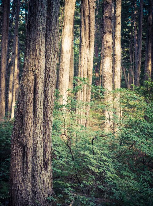 Tall trees with textured bark stand amidst lush green underbrush in a serene forest setting.