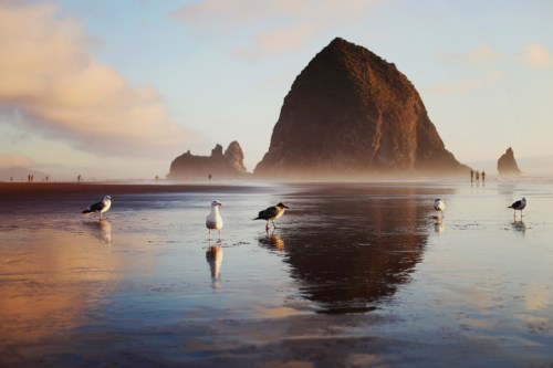 Seagulls stand on a wet beach at sunset, with a large rock formation and distant figures in the background.