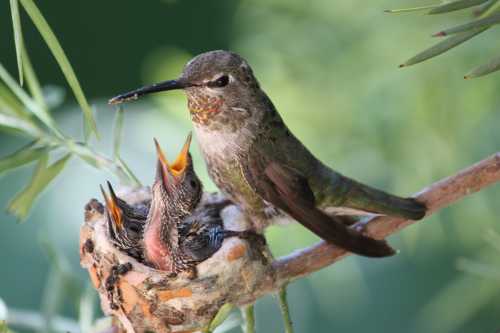 A hummingbird feeds its chicks in a nest, surrounded by green foliage.