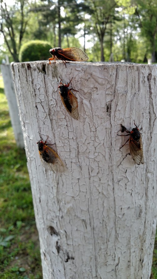 Four cicadas perched on a weathered white post in a green, wooded area.