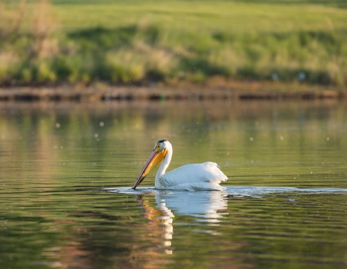 A white pelican swims gracefully on a calm lake, reflecting the surrounding greenery.