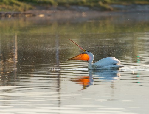 A pelican with a large bill swims in calm water, creating ripples as it catches fish.