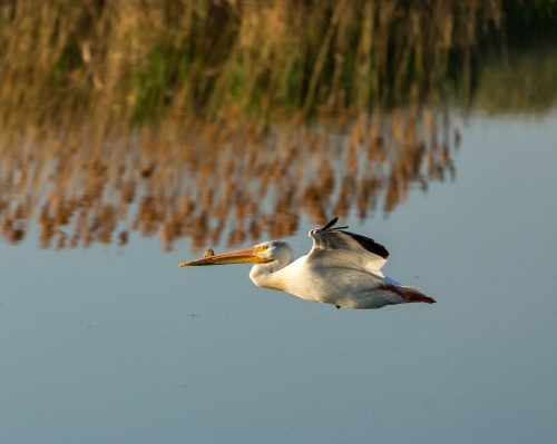 A white pelican glides over calm water, reflecting reeds in the background.