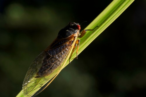 A close-up of a cicada perched on a green blade of grass against a dark background.