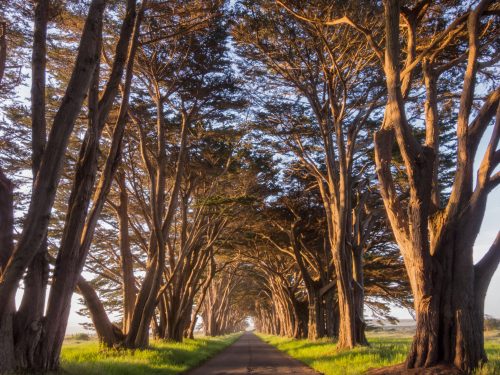 A serene tree-lined road with tall trees arching overhead, bathed in warm sunlight.