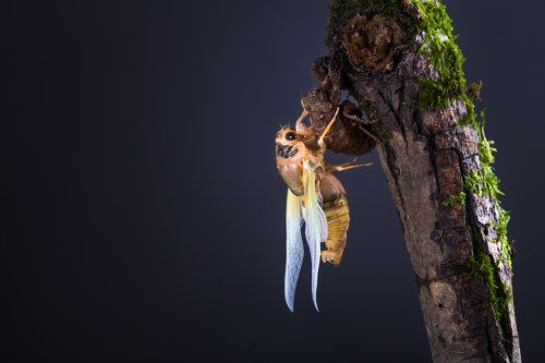 A newly emerged cicada with translucent wings clings to a mossy tree branch, showcasing its exoskeleton.