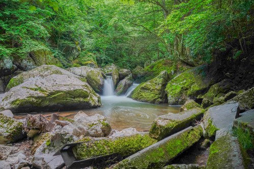 A serene forest scene featuring a flowing stream surrounded by moss-covered rocks and lush greenery.