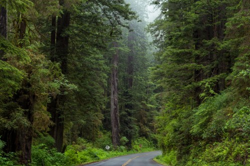 A winding road through a dense, misty forest with tall trees and lush greenery on either side.