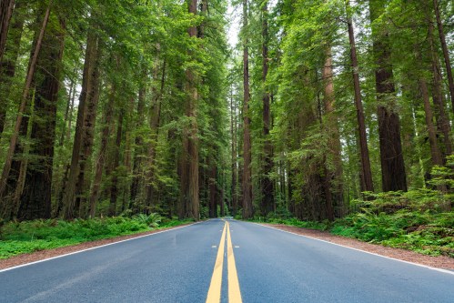 A serene road lined by towering redwood trees, surrounded by lush greenery and dappled sunlight.