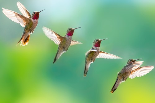 Four hummingbirds in flight, showcasing their vibrant plumage against a soft, blurred green background.