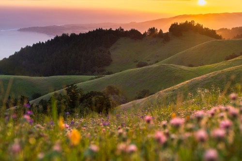Sunset over rolling green hills adorned with wildflowers, overlooking a coastal landscape and distant mountains.