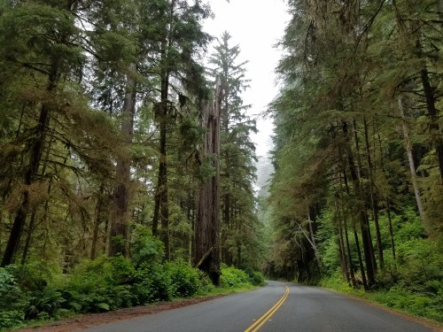 A winding road through a dense forest of tall trees and lush greenery, shrouded in mist.