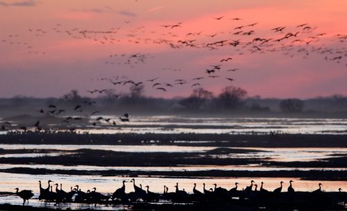 Silhouetted cranes gather by a wetland at sunset, with flocks of birds flying in the colorful sky above.