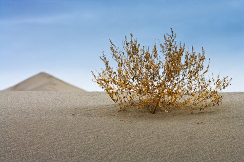 A solitary dry bush grows on a sandy dune under a blue sky, with a gentle slope in the background.