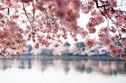 Cherry blossoms frame a serene lake, reflecting soft pink hues and lush greenery in the background.
