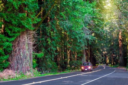 A car drives along a winding road surrounded by tall, lush green trees in a forest.