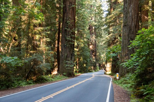 A winding road through a lush forest of tall redwood trees, dappled sunlight filtering through the leaves.