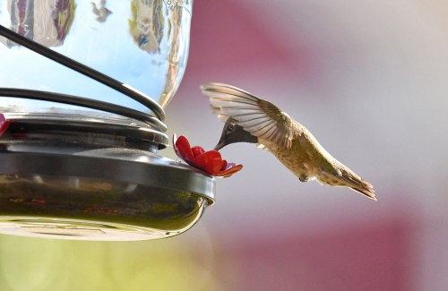 A hummingbird hovers near a red flower on a feeder, sipping nectar with its long beak.