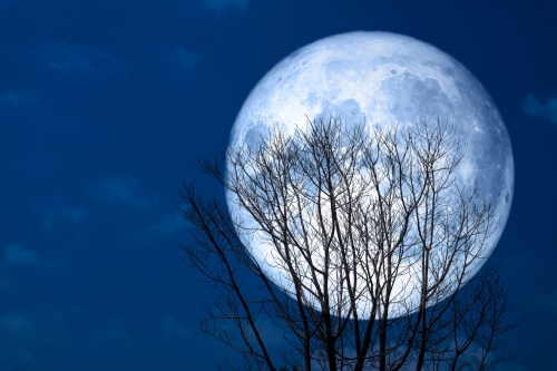 A large, bright full moon rises behind a silhouette of bare tree branches against a deep blue sky.
